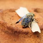 family Stenotritidae, genus Stenotritus, Alice Springs NT