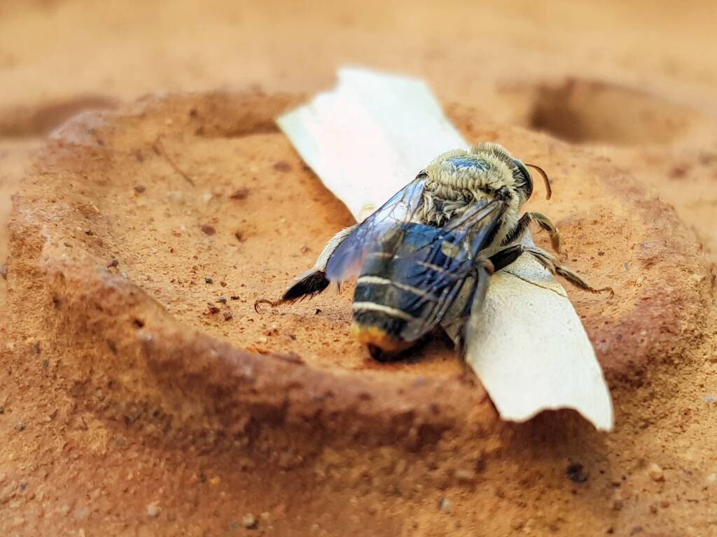 family Stenotritidae, genus Stenotritus, Alice Springs NT