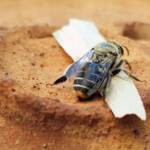 family Stenotritidae, genus Stenotritus, Alice Springs NT