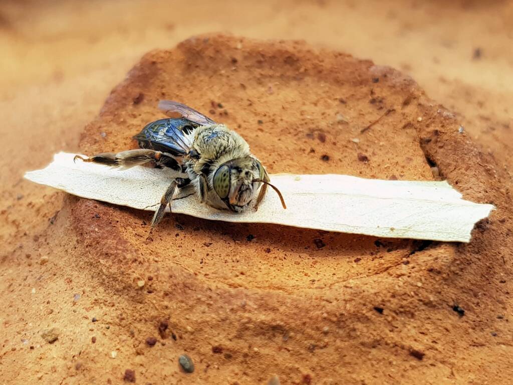 family Stenotritidae, genus Stenotritus, Alice Springs NT