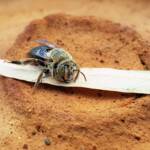 family Stenotritidae, genus Stenotritus, Alice Springs NT