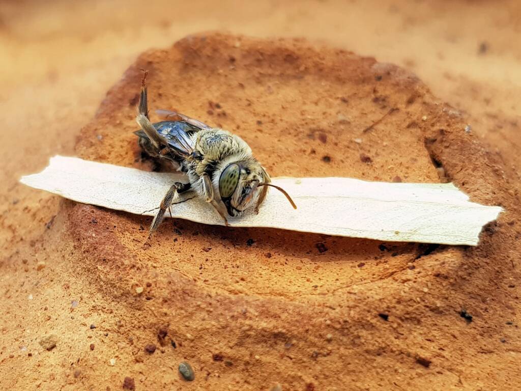 family Stenotritidae, genus Stenotritus, Alice Springs NT