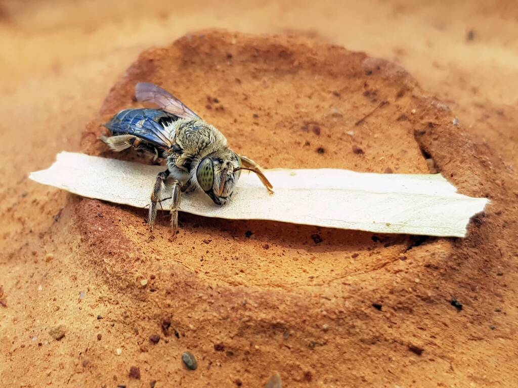 family Stenotritidae, genus Stenotritus, Alice Springs NT