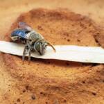 family Stenotritidae, genus Stenotritus, Alice Springs NT