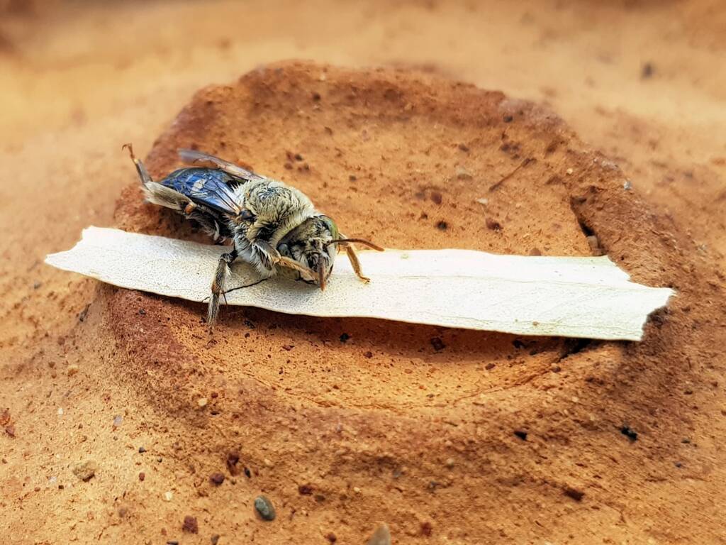 family Stenotritidae, genus Stenotritus, Alice Springs NT