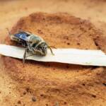 family Stenotritidae, genus Stenotritus, Alice Springs NT