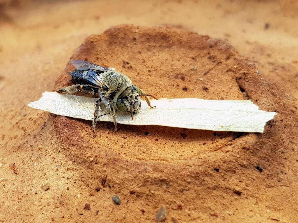 family Stenotritidae, genus Stenotritus, Alice Springs NT