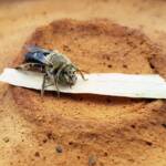 family Stenotritidae, genus Stenotritus, Alice Springs NT