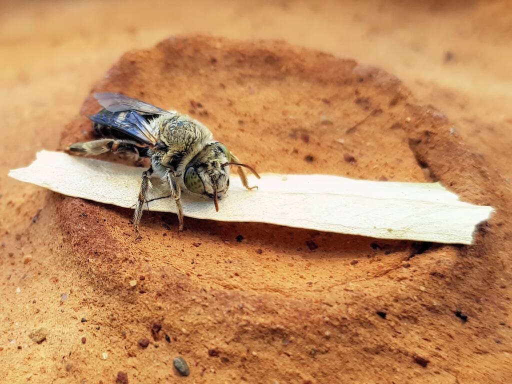 family Stenotritidae, genus Stenotritus, Alice Springs NT