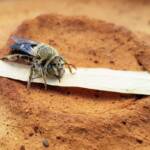family Stenotritidae, genus Stenotritus, Alice Springs NT