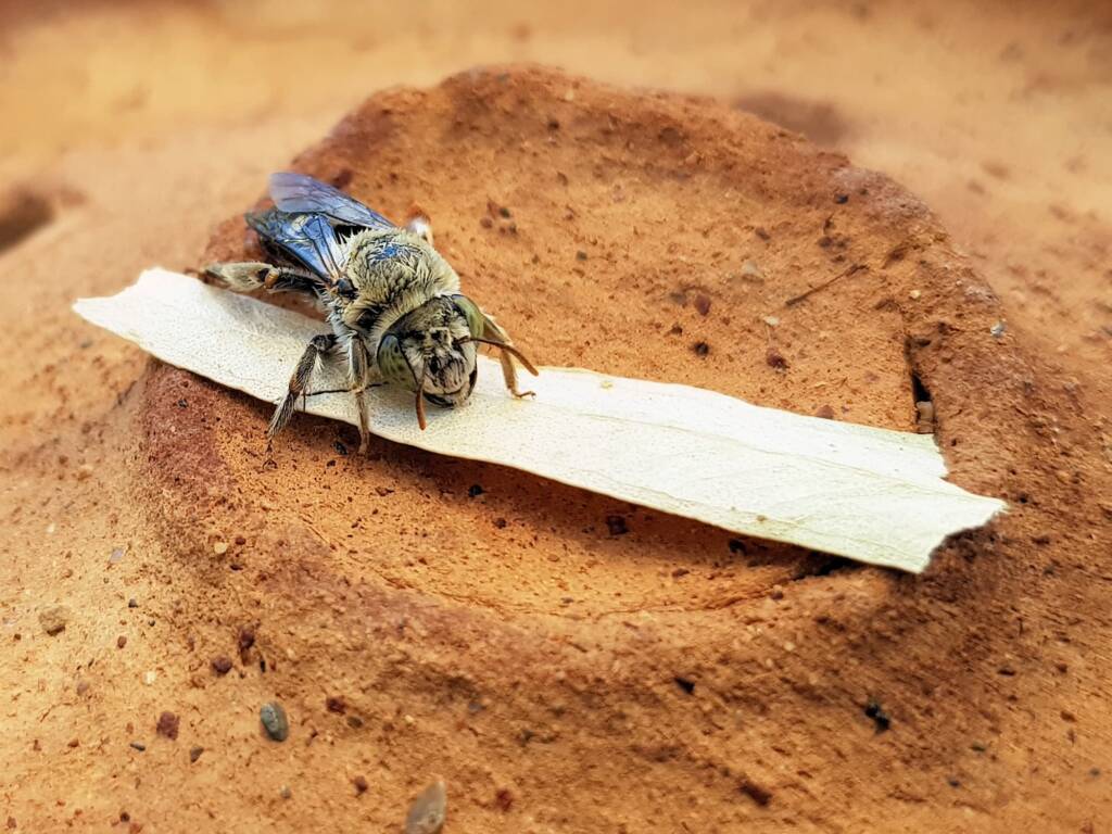 family Stenotritidae, genus Stenotritus, Alice Springs NT