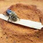 family Stenotritidae, genus Stenotritus, Alice Springs NT