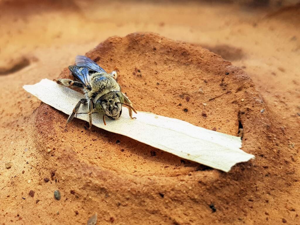 family Stenotritidae, genus Stenotritus, Alice Springs NT