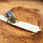 family Stenotritidae, genus Stenotritus, Alice Springs NT