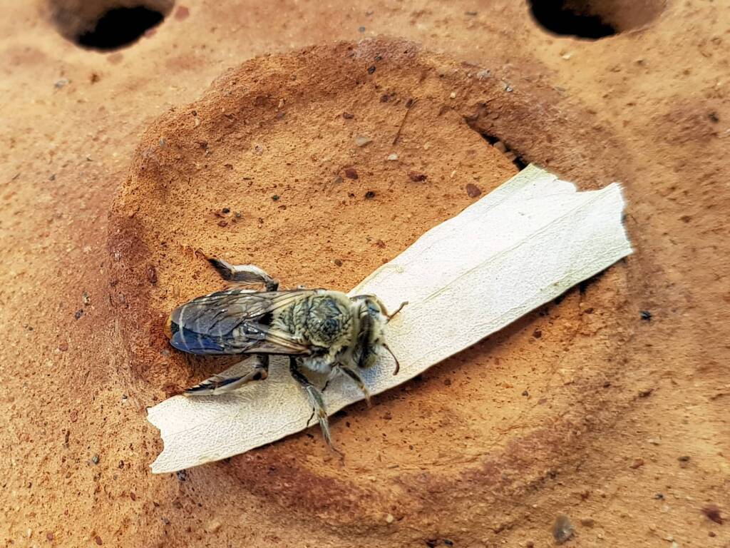 family Stenotritidae, genus Stenotritus, Alice Springs NT