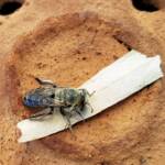 family Stenotritidae, genus Stenotritus, Alice Springs NT
