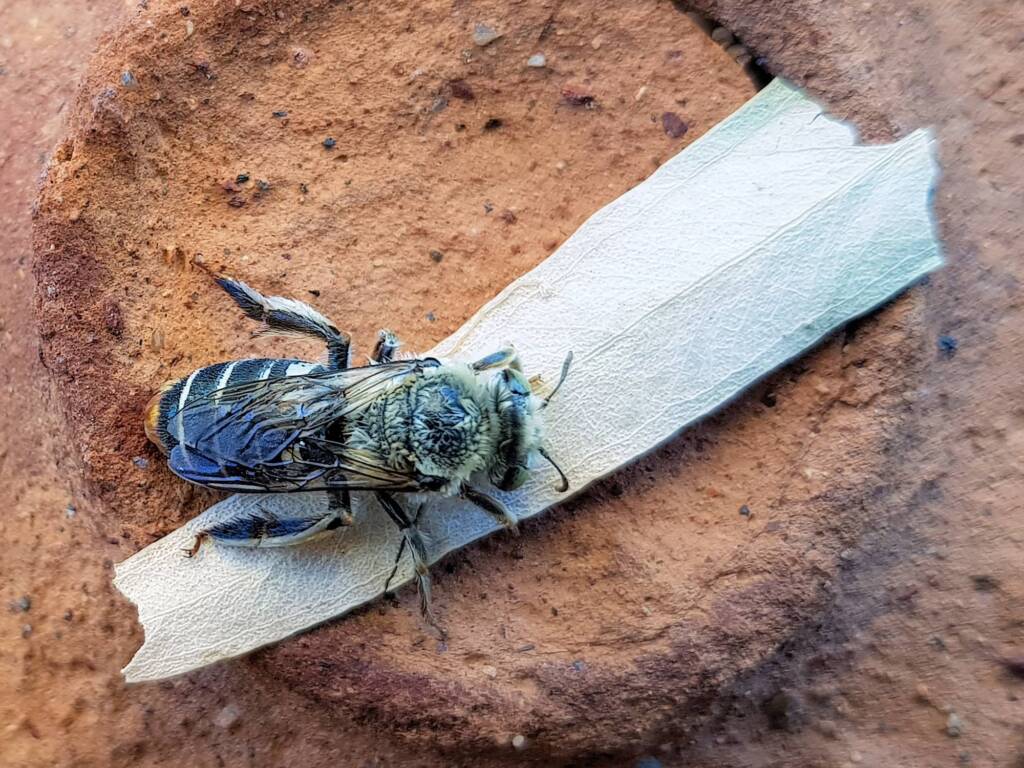 family Stenotritidae, genus Stenotritus, Alice Springs NT
