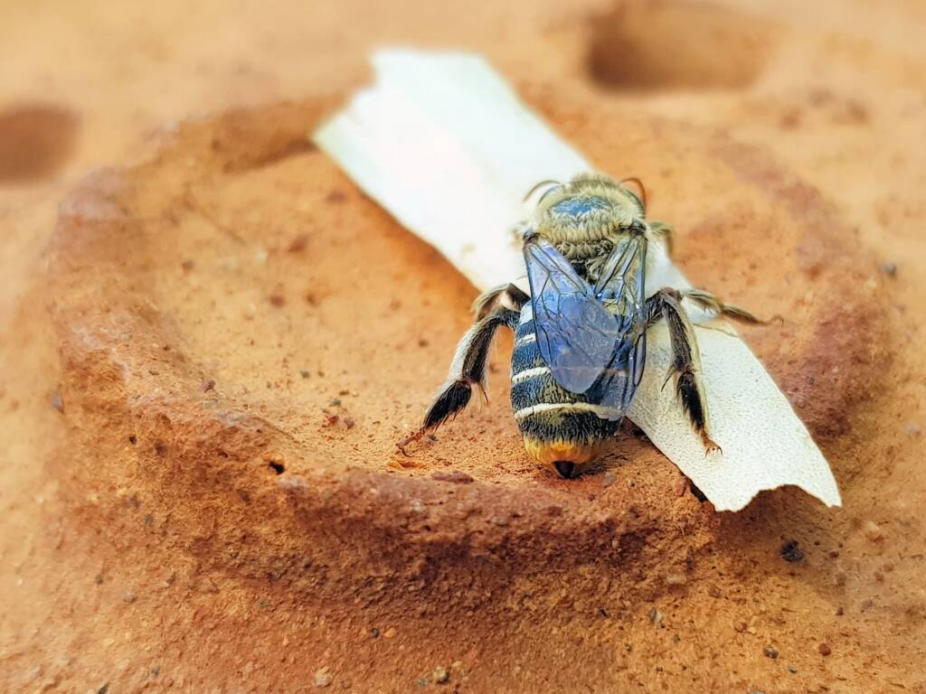 family Stenotritidae, genus Stenotritus, Alice Springs NT