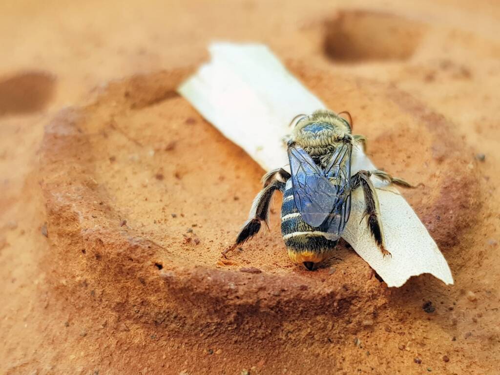 family Stenotritidae, genus Stenotritus, Alice Springs NT