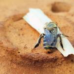 family Stenotritidae, genus Stenotritus, Alice Springs NT