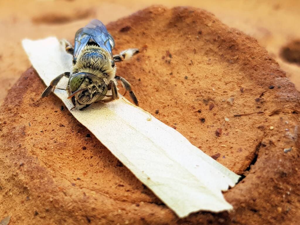 family Stenotritidae, genus Stenotritus, Alice Springs NT