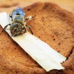 family Stenotritidae, genus Stenotritus, Alice Springs NT