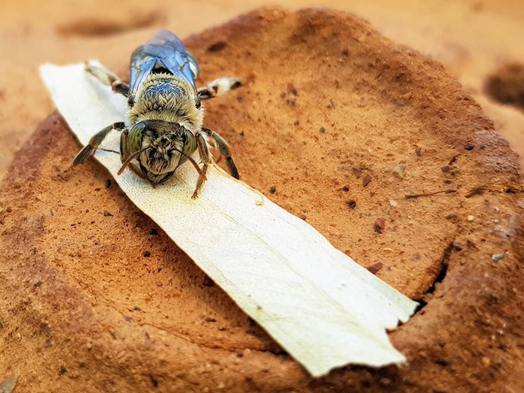 family Stenotritidae, genus Stenotritus, Alice Springs NT