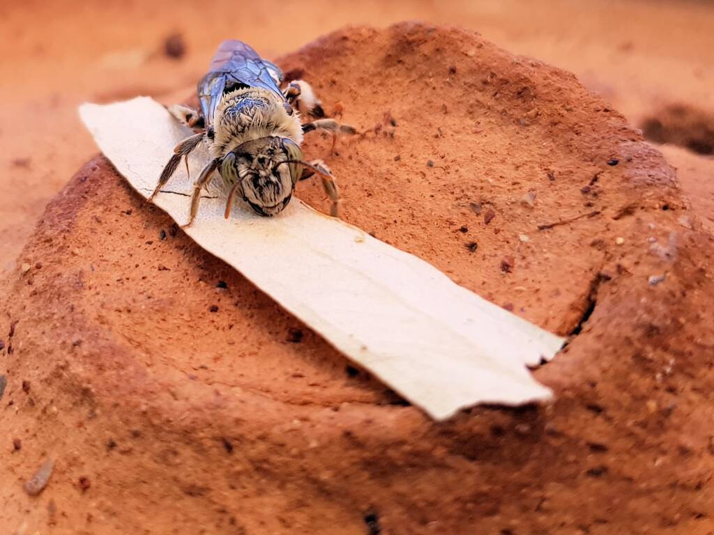 family Stenotritidae, genus Stenotritus, Alice Springs NT