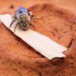 family Stenotritidae, genus Stenotritus, Alice Springs NT