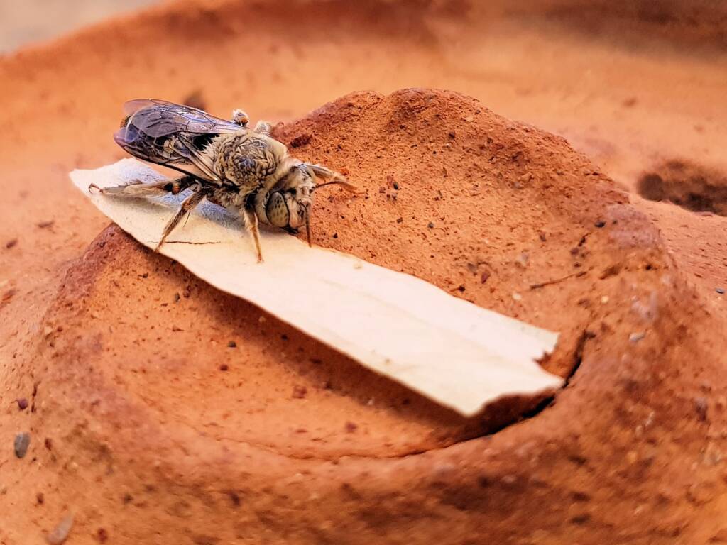 family Stenotritidae, genus Stenotritus, Alice Springs NT