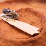 family Stenotritidae, genus Stenotritus, Alice Springs NT