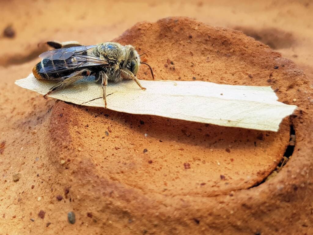 family Stenotritidae, genus Stenotritus, Alice Springs NT