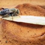 family Stenotritidae, genus Stenotritus, Alice Springs NT