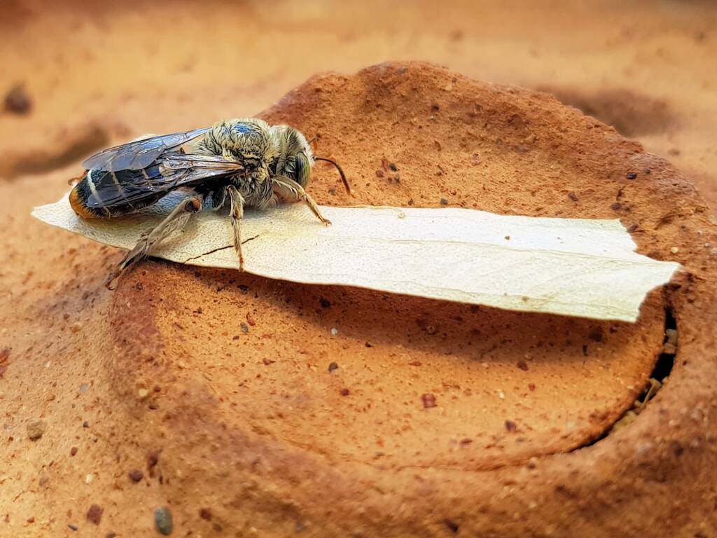 family Stenotritidae, genus Stenotritus, Alice Springs NT