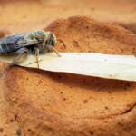 family Stenotritidae, genus Stenotritus, Alice Springs NT