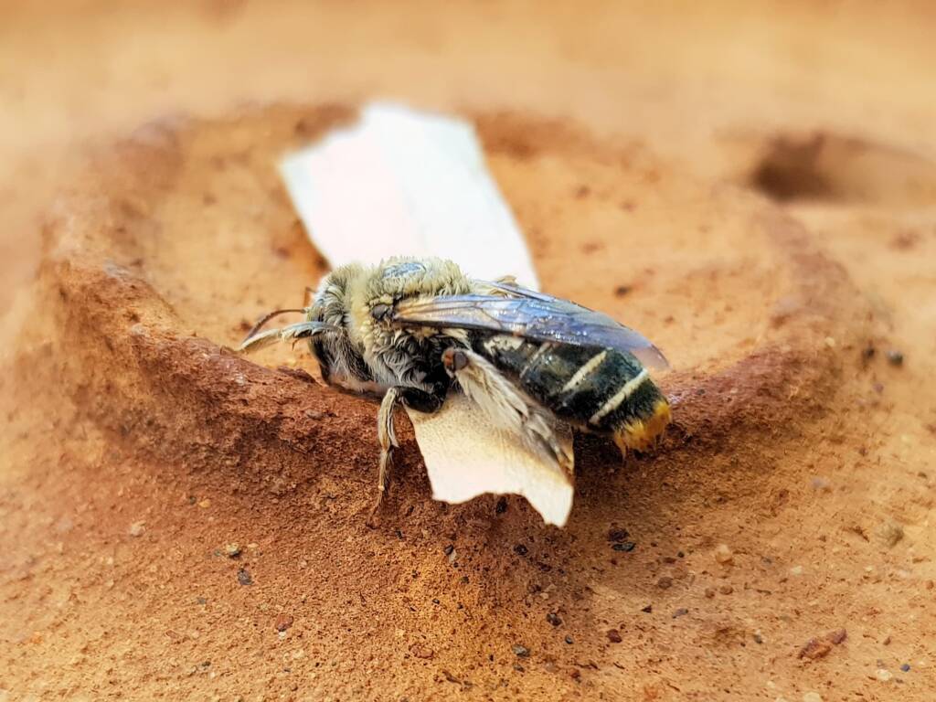 family Stenotritidae, genus Stenotritus, Alice Springs NT