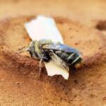 family Stenotritidae, genus Stenotritus, Alice Springs NT