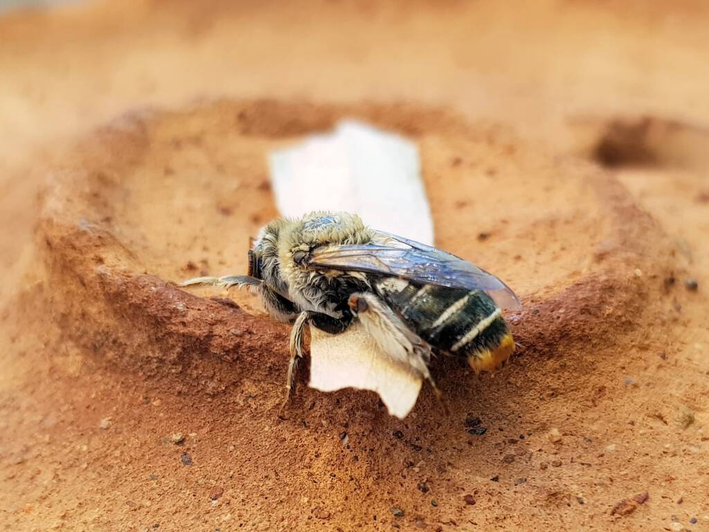 family Stenotritidae, genus Stenotritus, Alice Springs NT