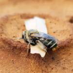 family Stenotritidae, genus Stenotritus, Alice Springs NT
