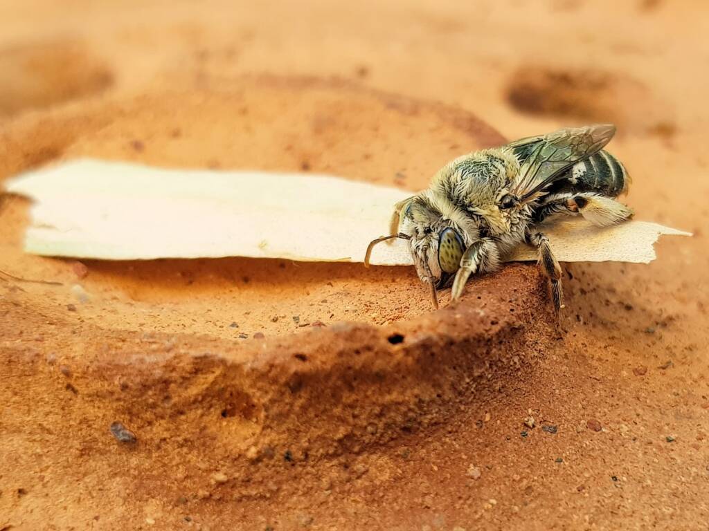 family Stenotritidae, genus Stenotritus, Alice Springs NT