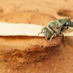 family Stenotritidae, genus Stenotritus, Alice Springs NT
