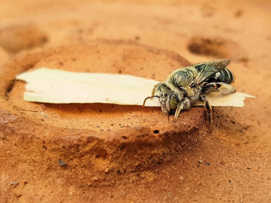 family Stenotritidae, genus Stenotritus, Alice Springs NT