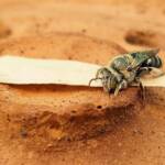 family Stenotritidae, genus Stenotritus, Alice Springs NT