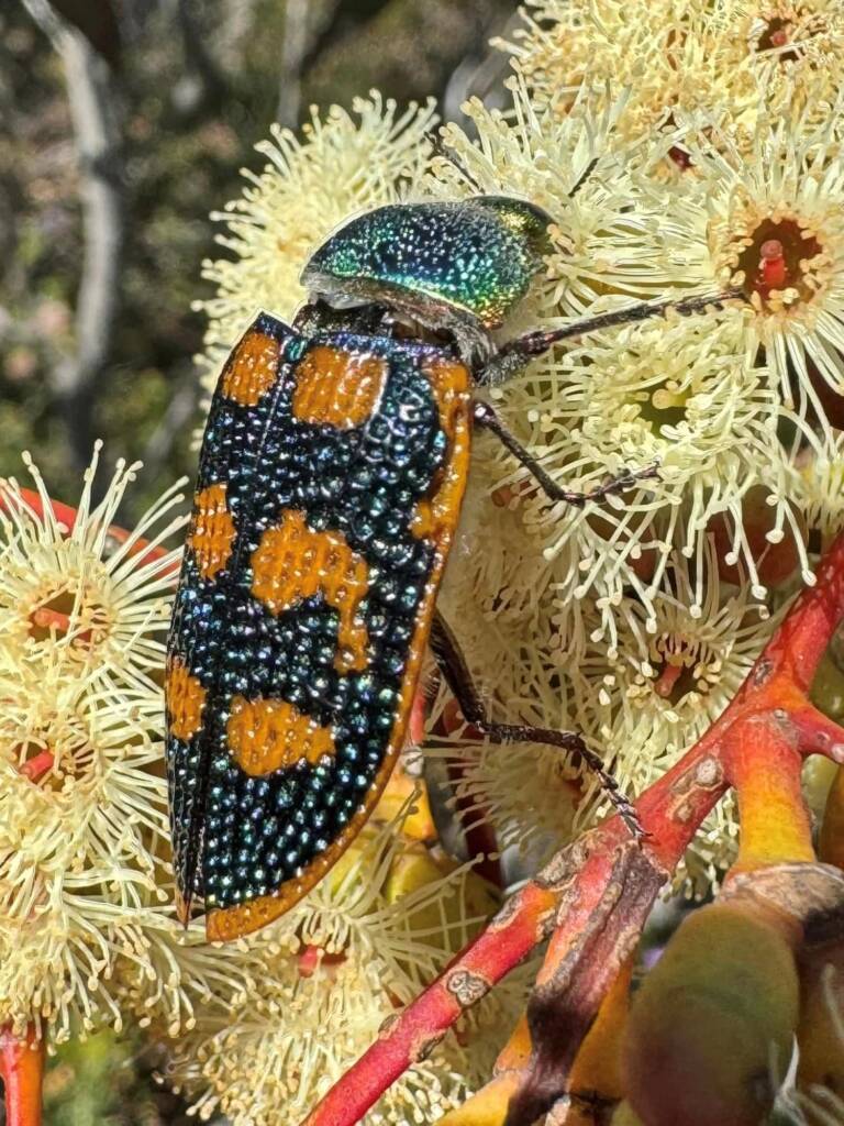 Stigmodera roei, Cape Arid WA © Mark Hanlon