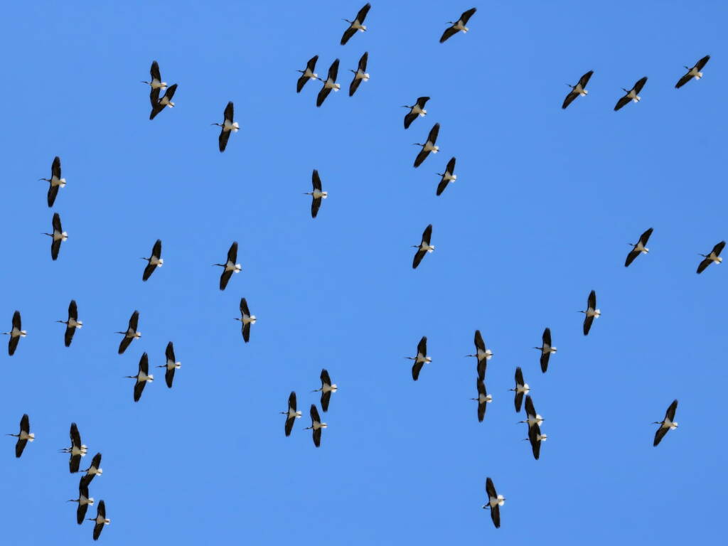 Straw-necked Ibis (Threskiornis spinicollis) © Dorothy Latimer