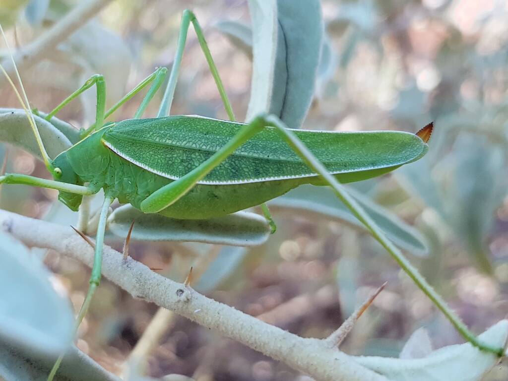 Katydid - Taeniomenae (genus group), Alice Springs Desert Park NT