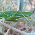Katydid - Taeniomenae (genus group), Alice Springs Desert Park NT