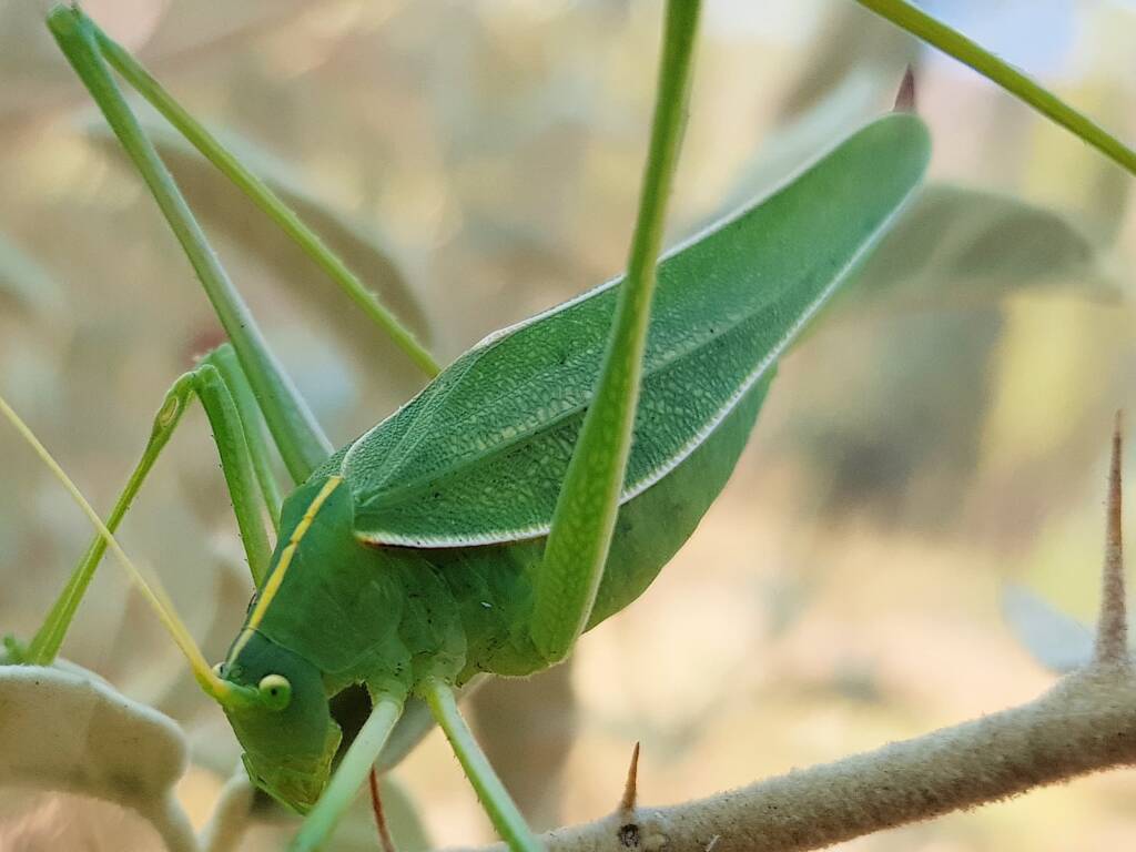 Katydid - Taeniomenae (genus group), Alice Springs Desert Park NT