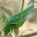 Katydid - Taeniomenae (genus group), Alice Springs Desert Park NT