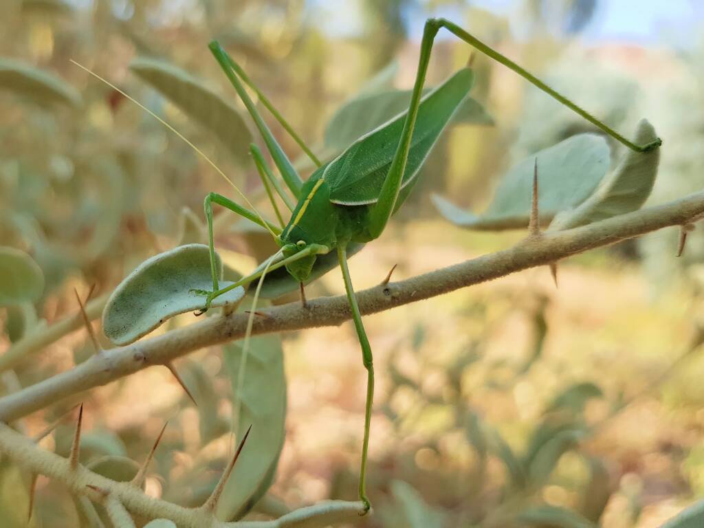 Katydid - Taeniomenae (genus group), Alice Springs Desert Park NT